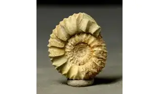 Pavlovia iatriensis