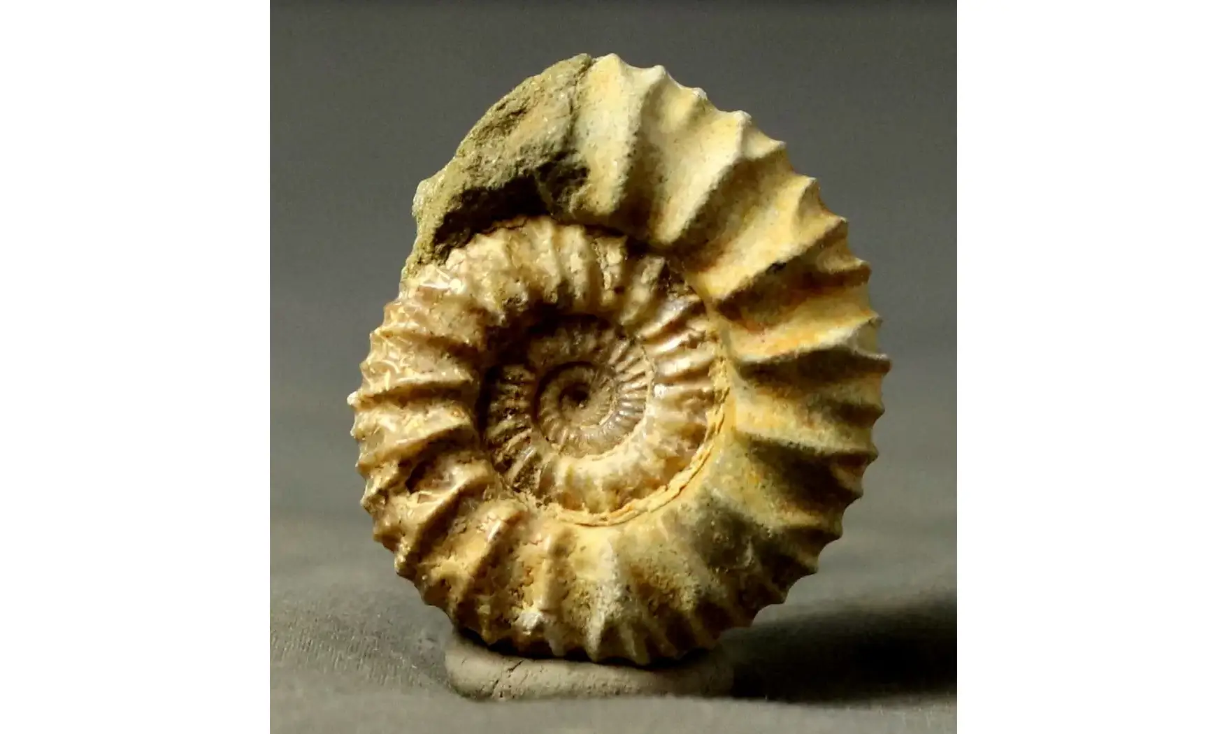 Pavlovia iatriensis