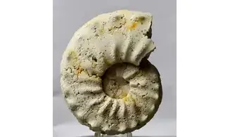 Gauthiericeras margae