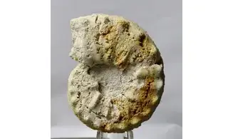 Gauthiericeras margae