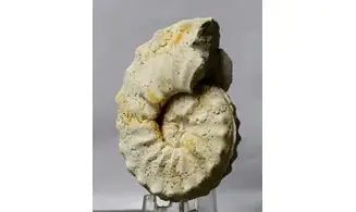Gauthiericeras margae