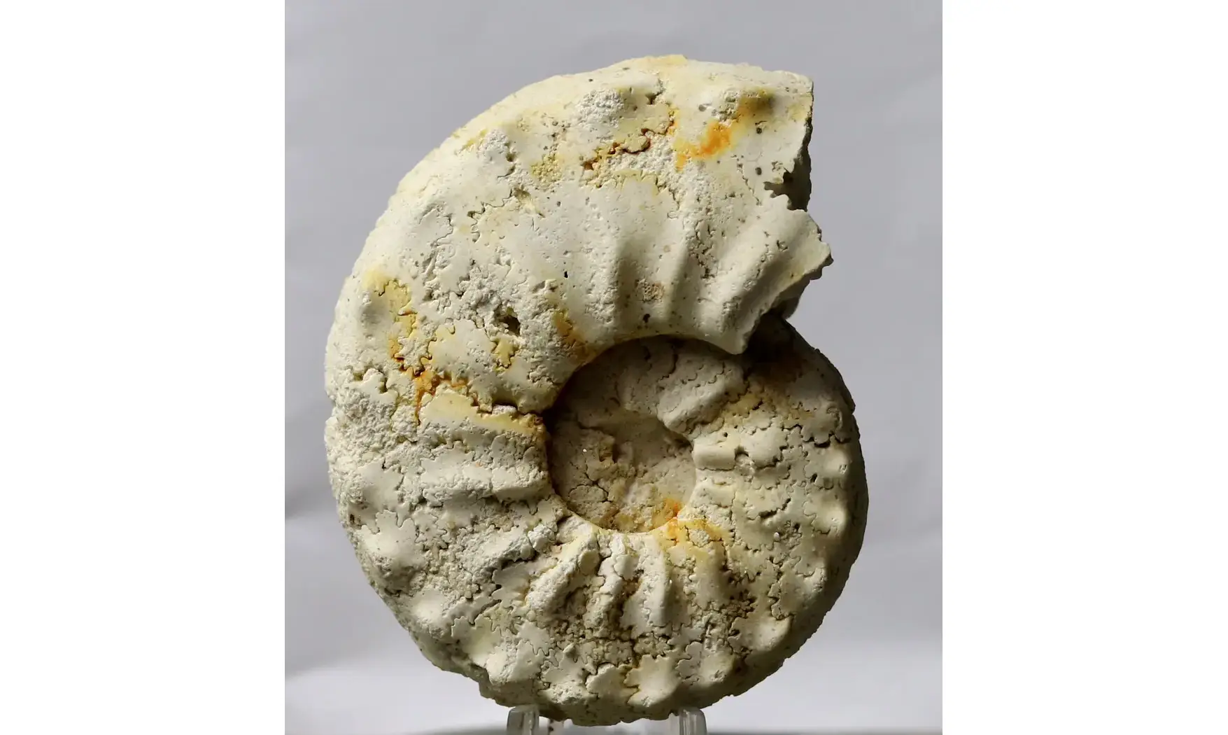 Gauthiericeras margae