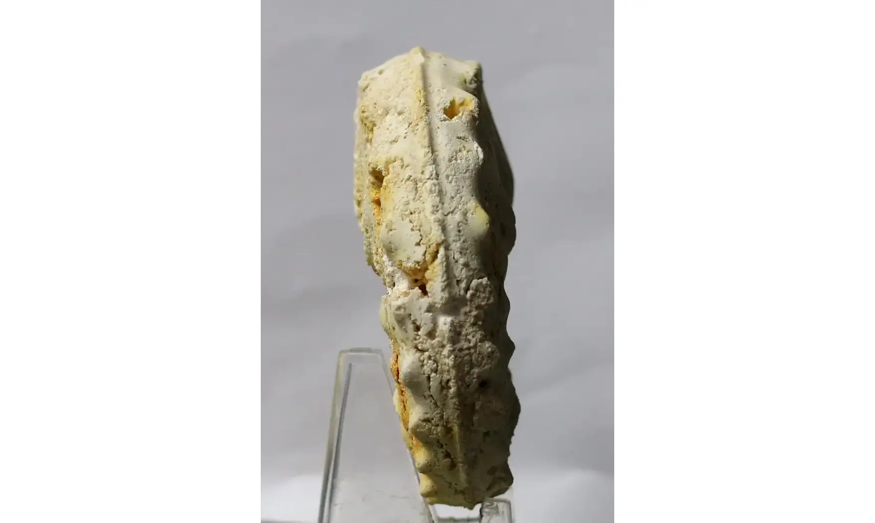 Gauthiericeras margae