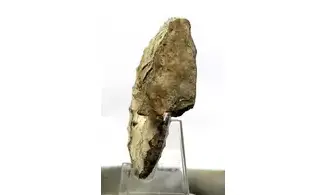 Placenticeras intercalare
