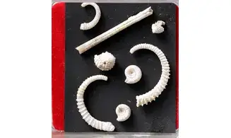 Spiroceras orbignyi and fauna
