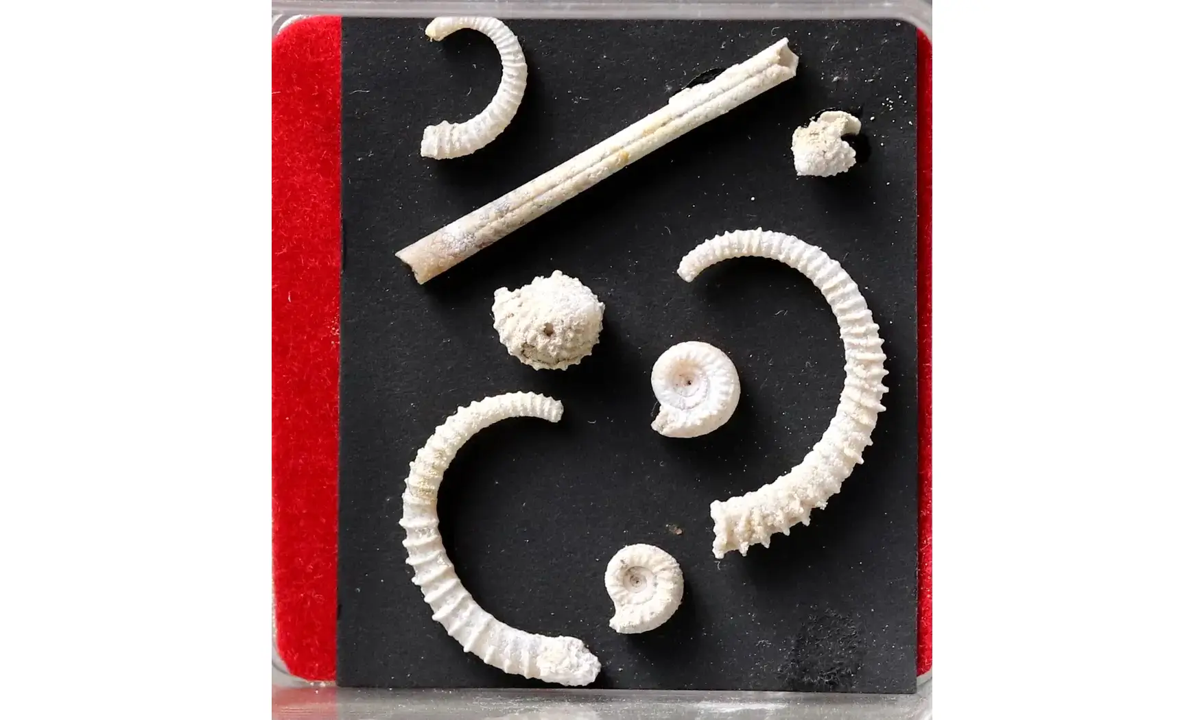 Spiroceras orbignyi and fauna