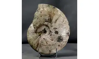 Cleoniceras besairiei