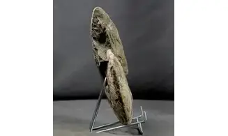 Cleoniceras besairiei