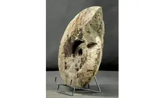 Cleoniceras besairiei