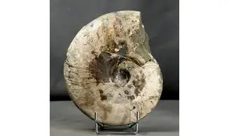 Cleoniceras besairiei