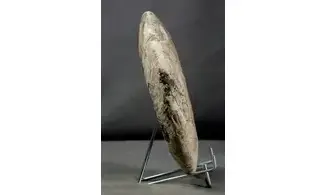 Cleoniceras besairiei