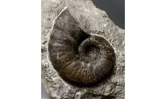 Lytoceras verpilierense