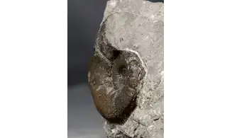Lytoceras verpilierense
