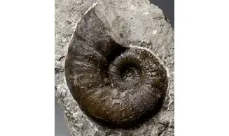Lytoceras verpilierense