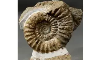Arnioceras falcaries