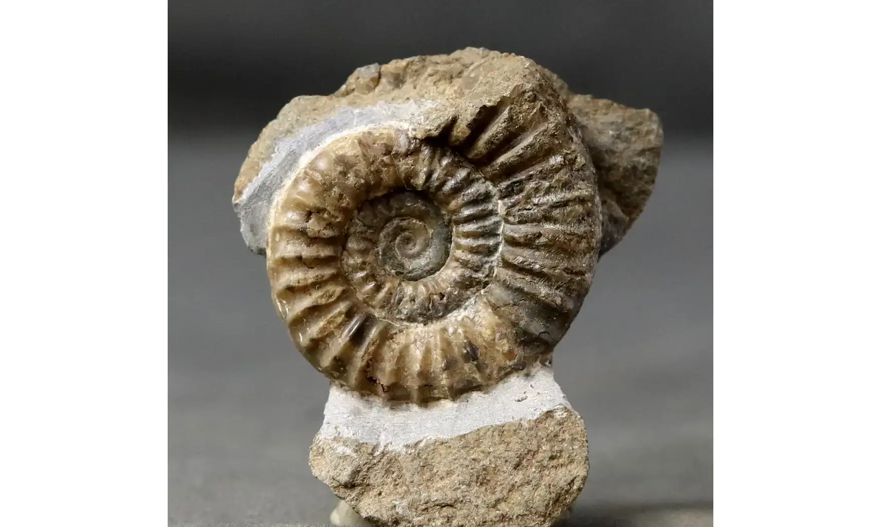Arnioceras falcaries