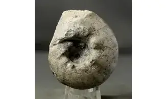 Orthaspidoceras lallierianum