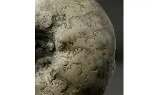 Orthaspidoceras lallierianum