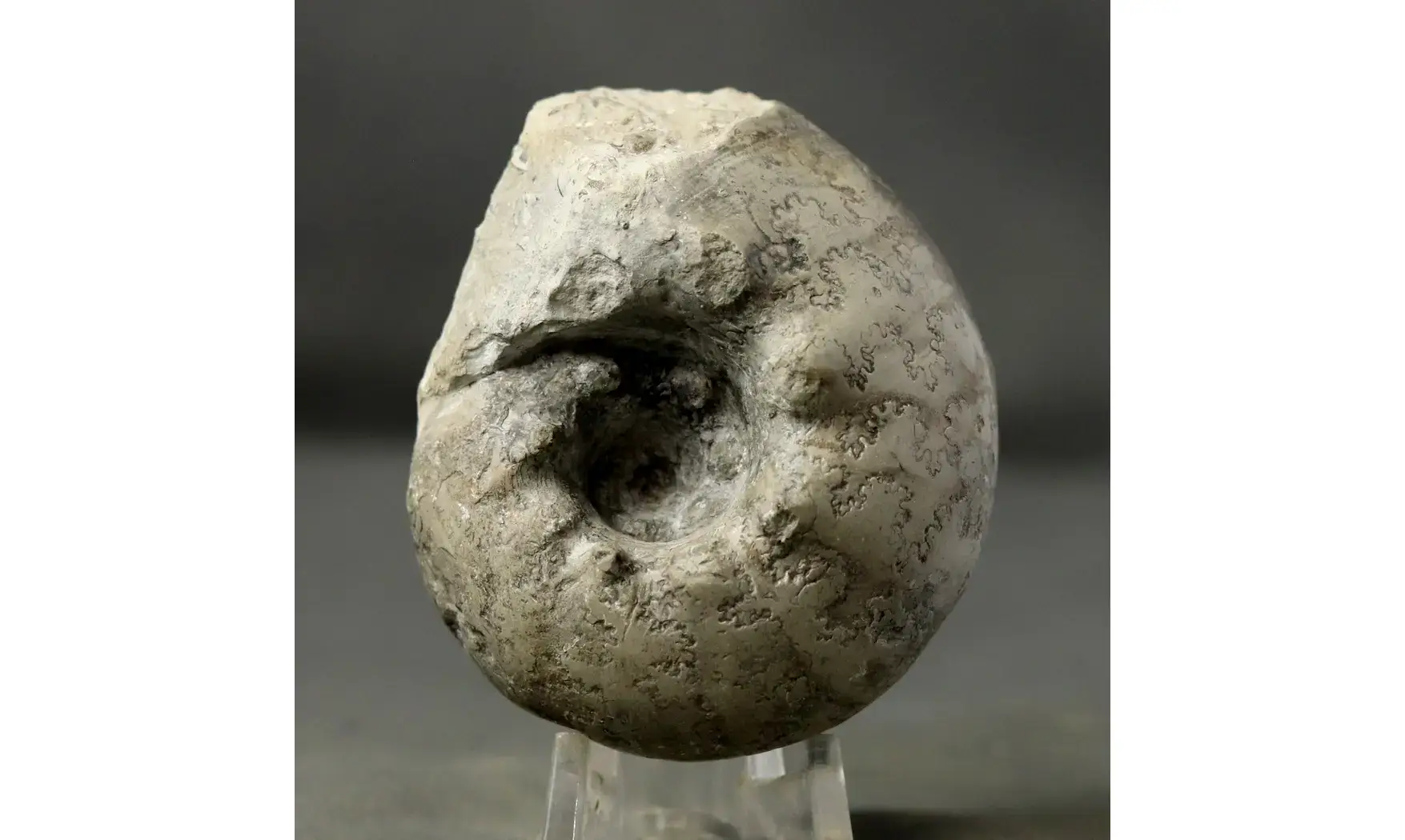 Orthaspidoceras lallierianum
