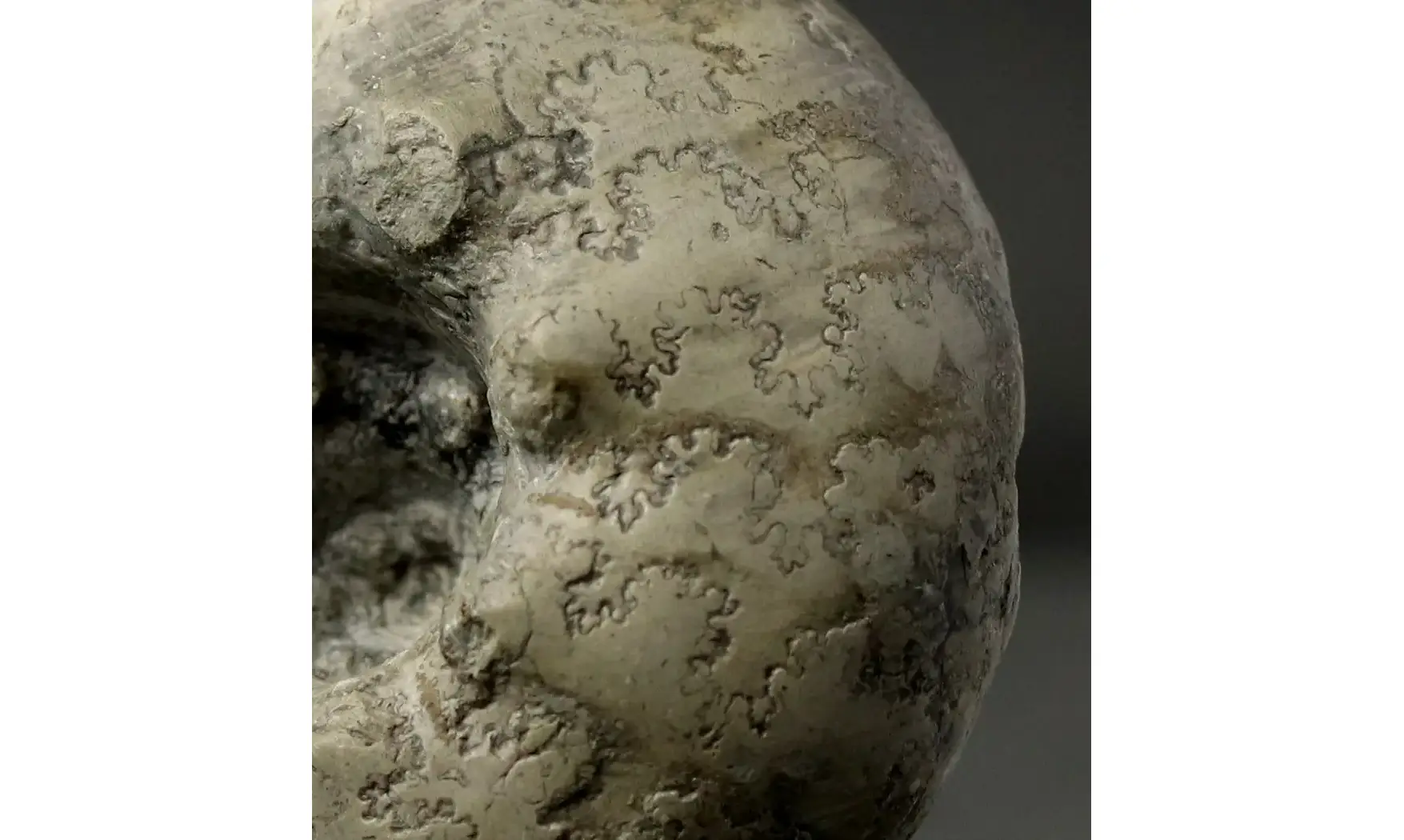 Orthaspidoceras lallierianum