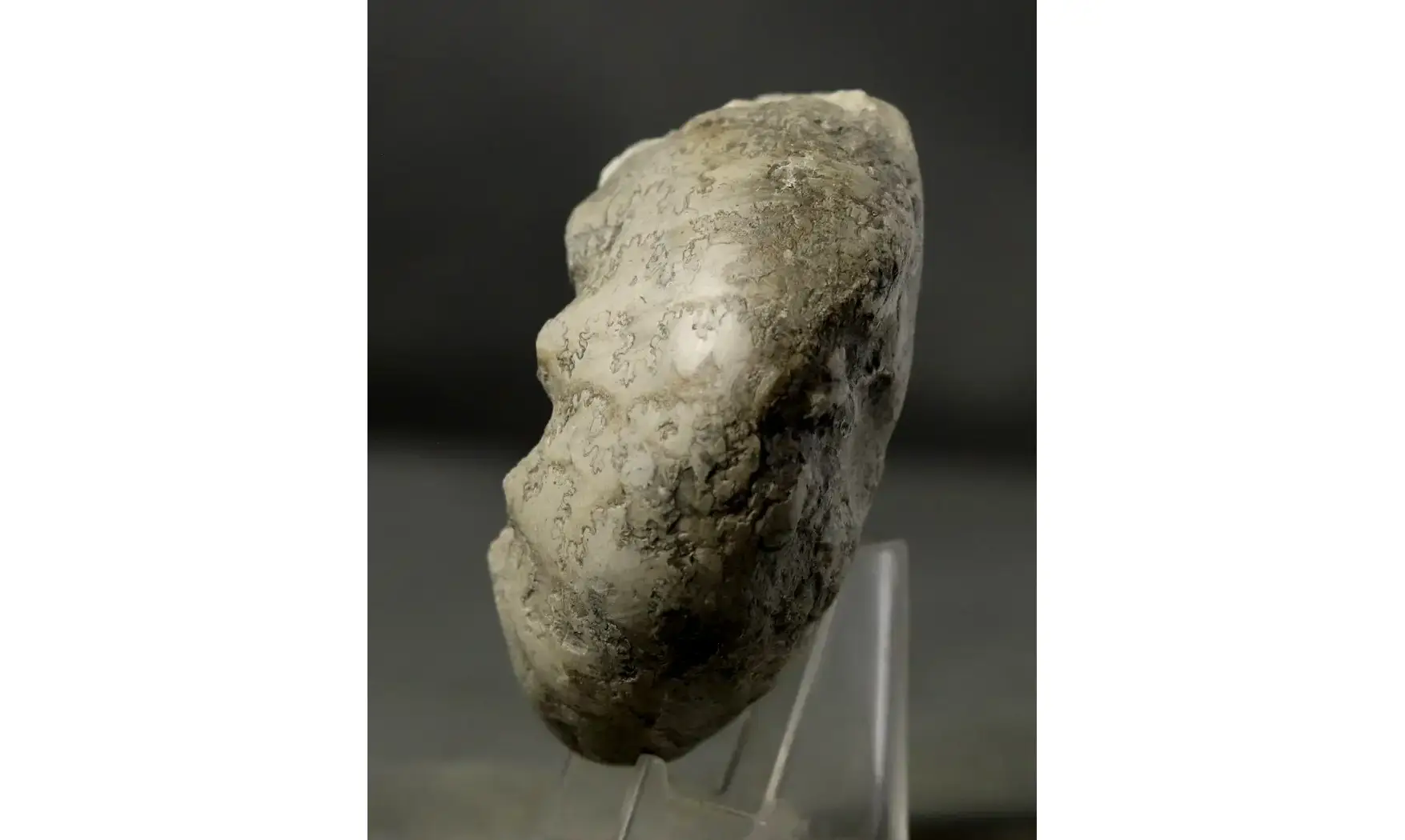 Orthaspidoceras lallierianum
