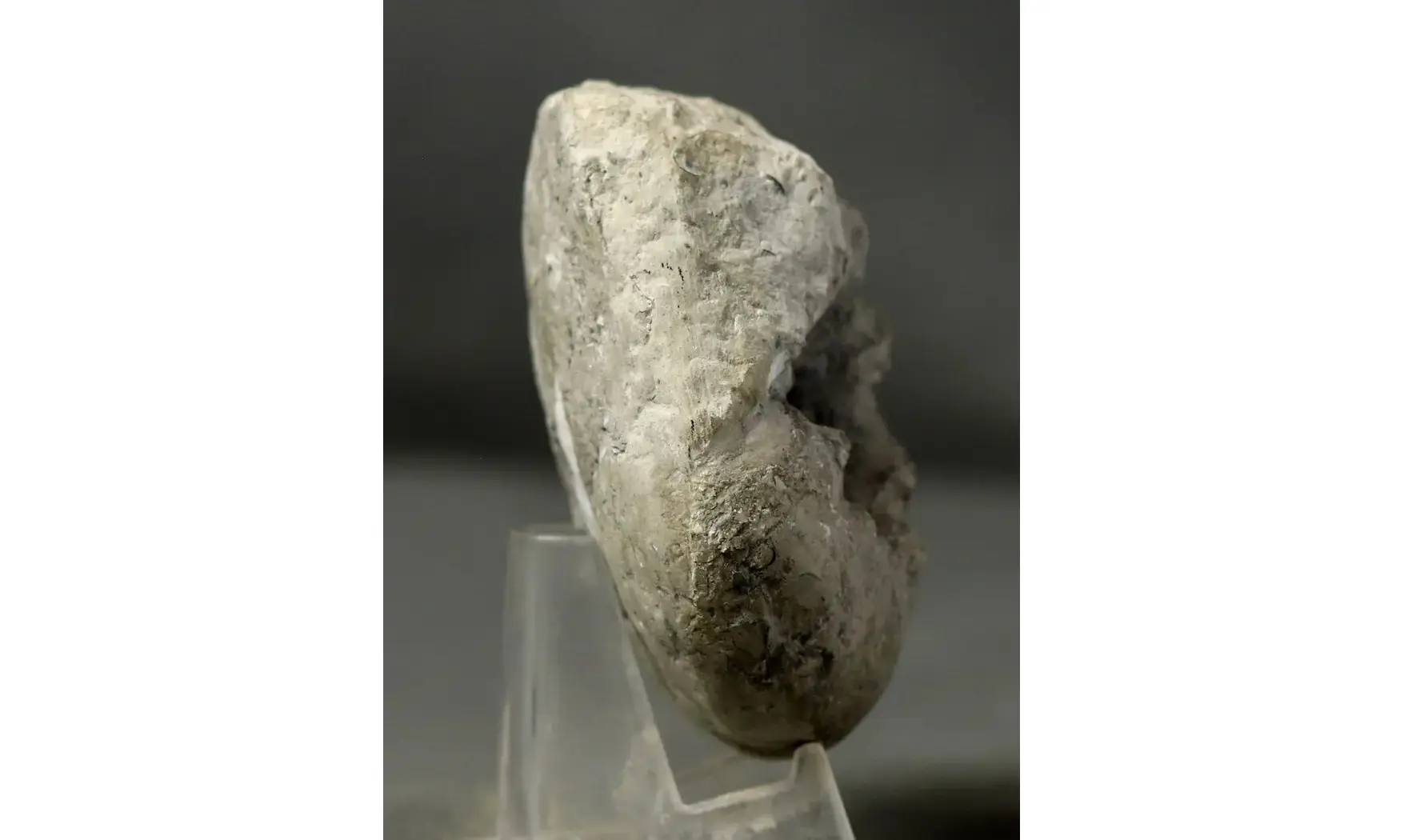 Orthaspidoceras lallierianum