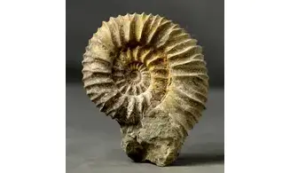 Pavlovia iatriensis