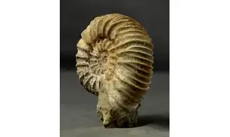 Pavlovia iatriensis