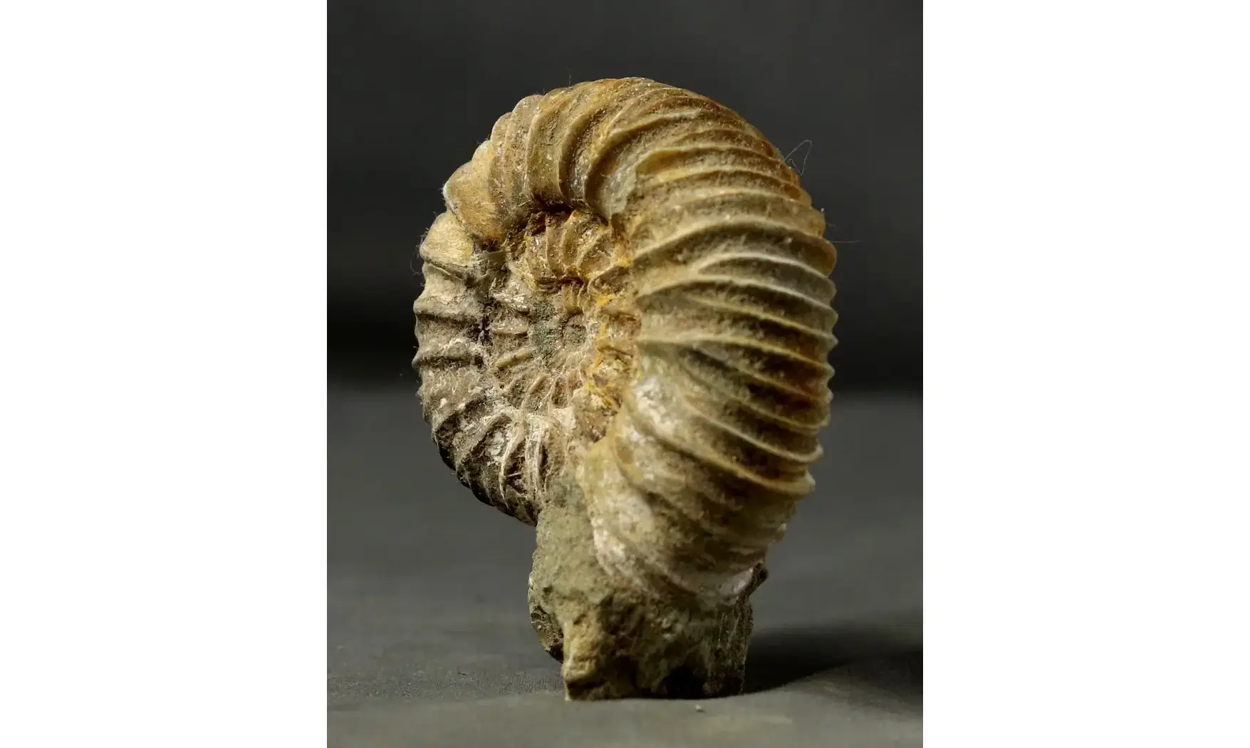 Pavlovia iatriensis
