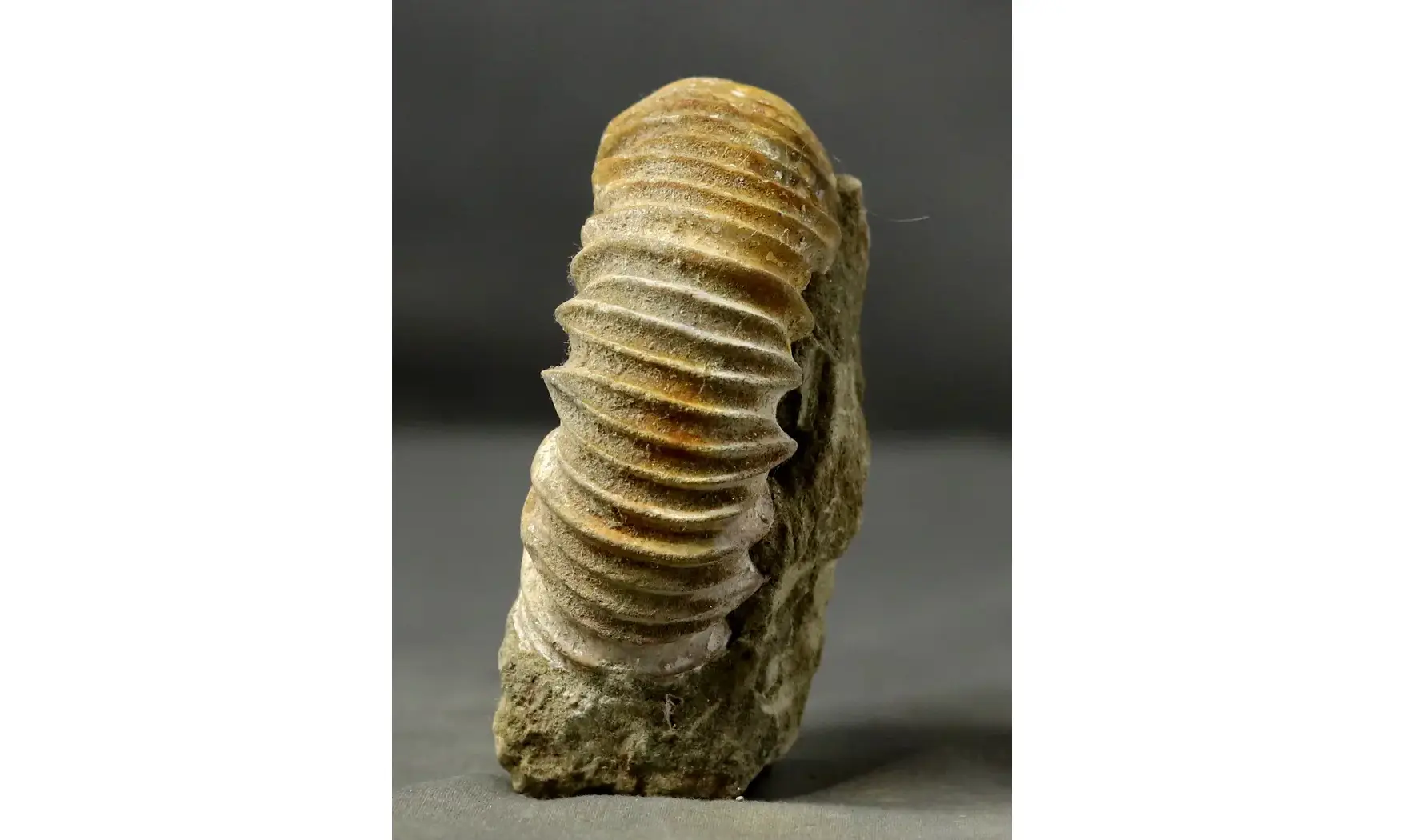 Pavlovia iatriensis