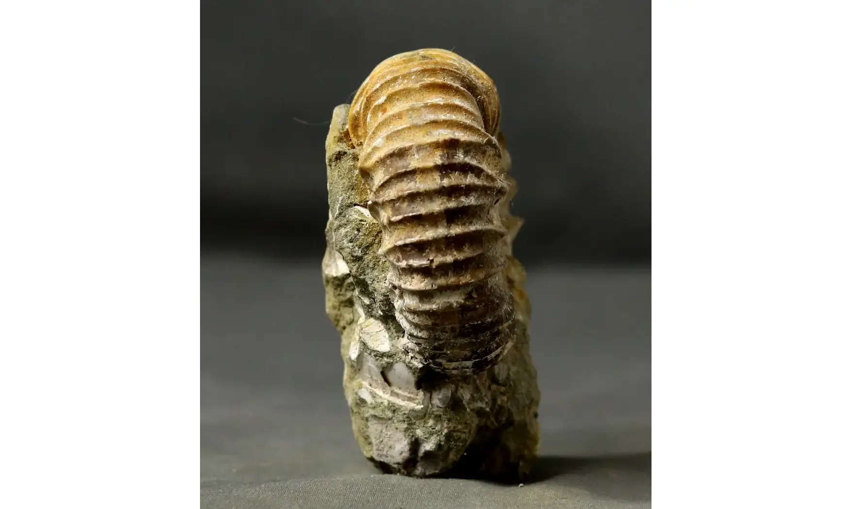 Pavlovia iatriensis