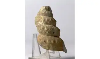 Turrilites acutus