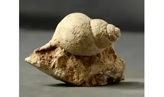 Harpagodes arrangea