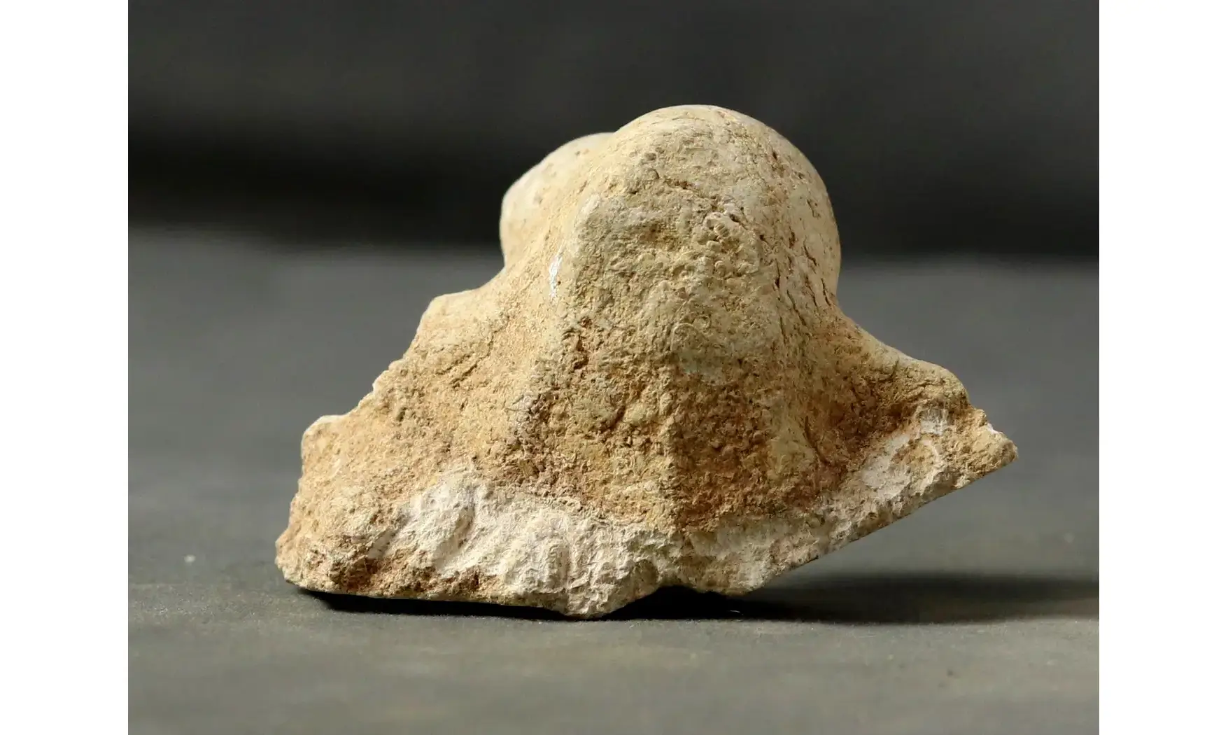 Harpagodes arrangea