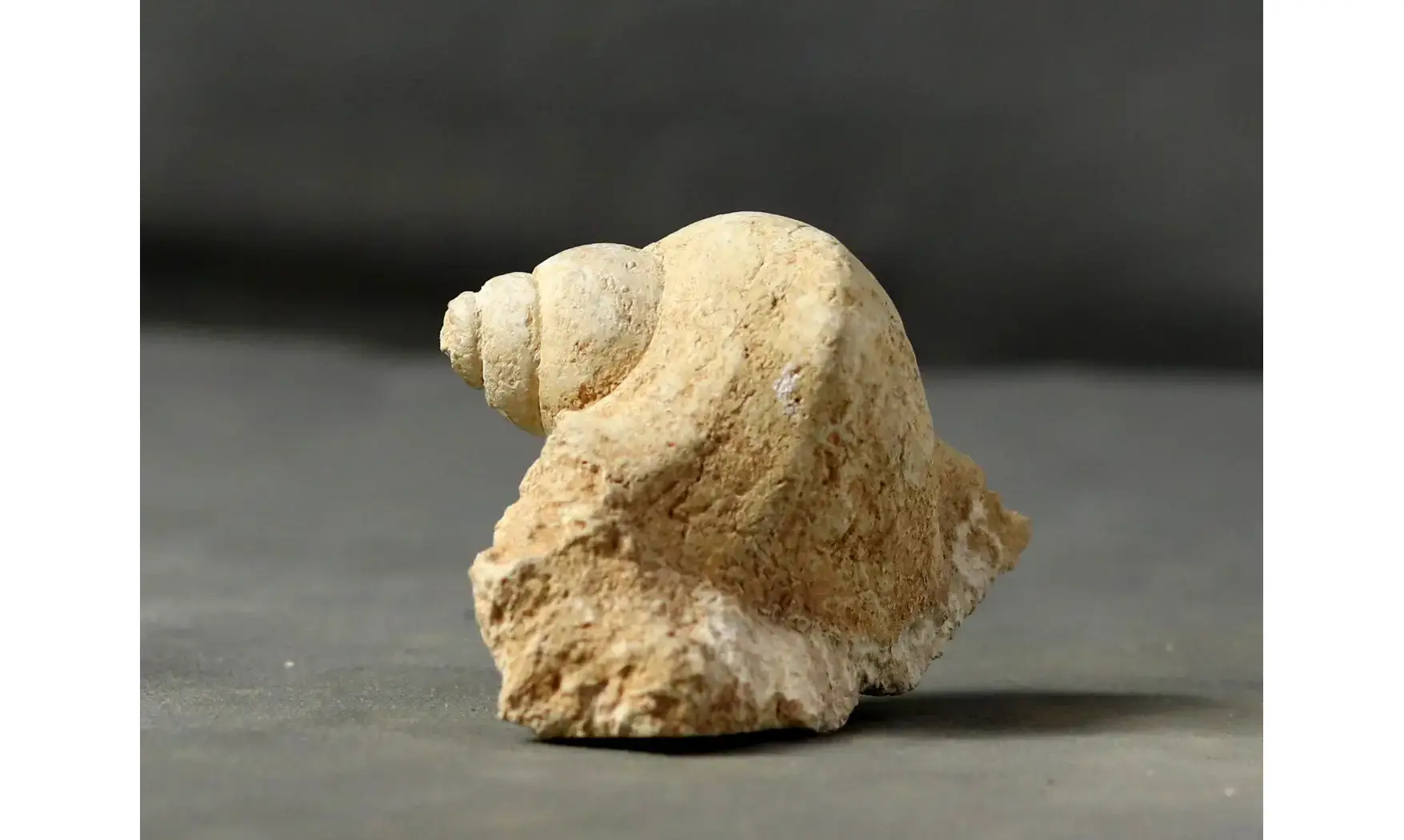 Harpagodes arrangea