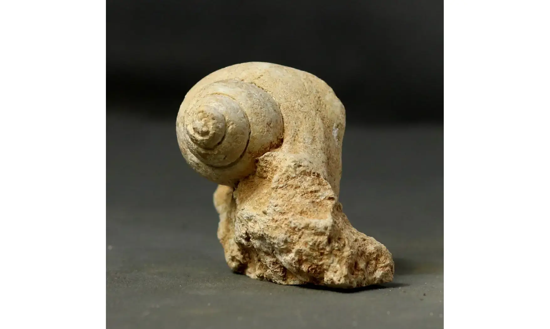 Harpagodes arrangea