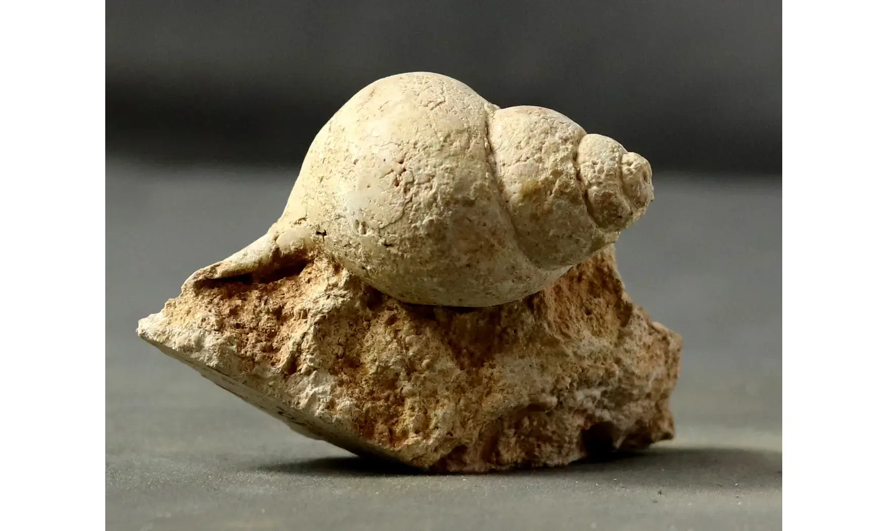 Harpagodes arrangea
