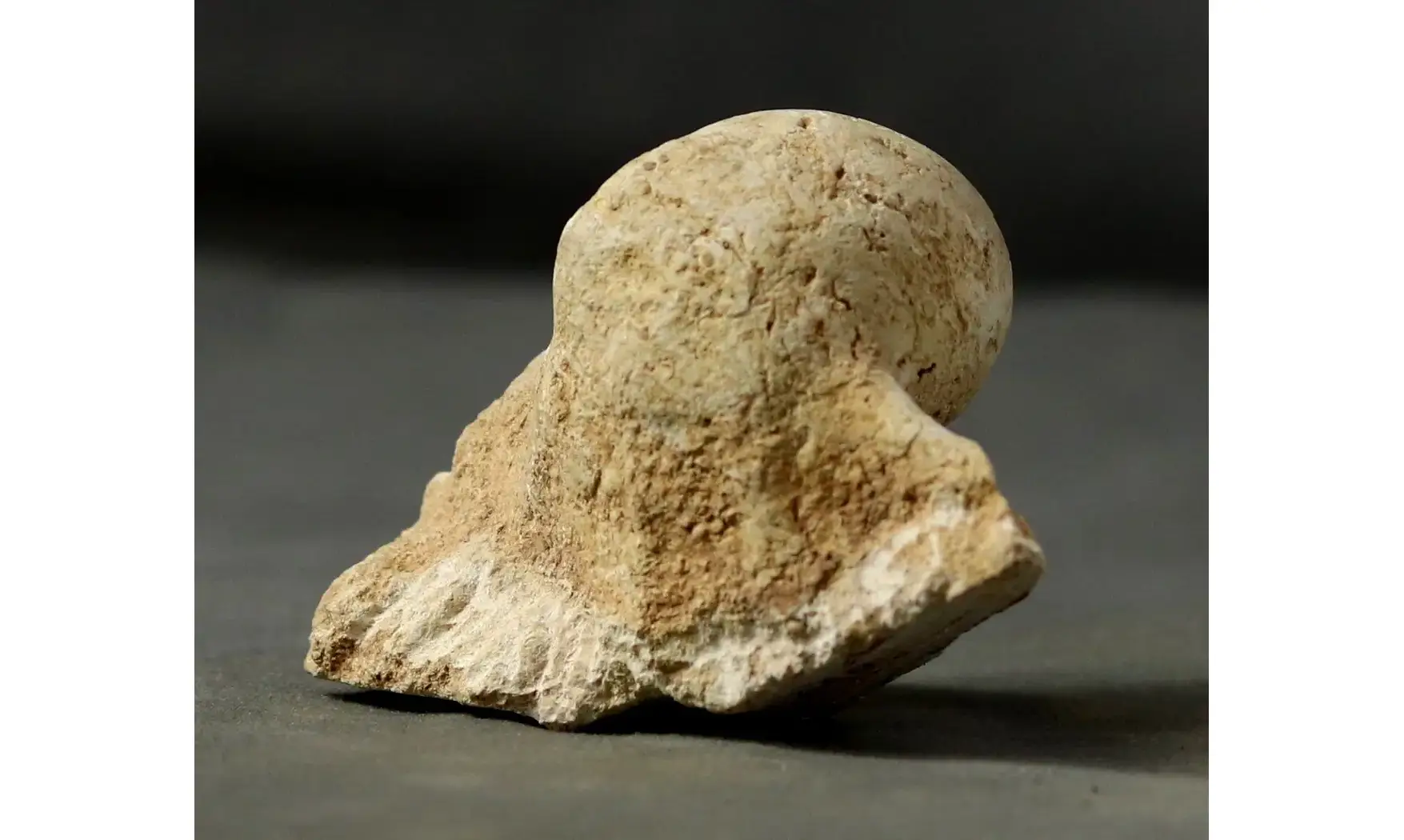 Harpagodes arrangea