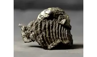 Rastellum sp.
