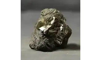 Rastellum sp.