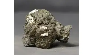 Rastellum sp.