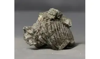 Rastellum sp.