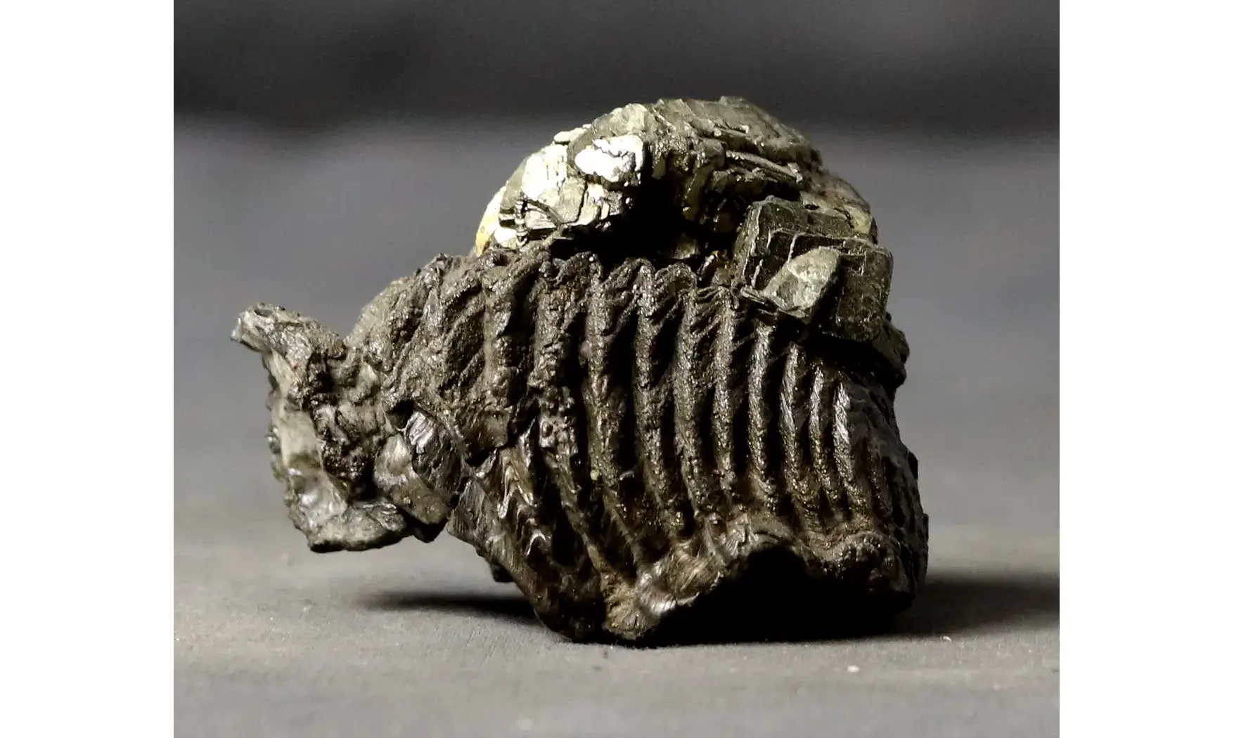 Rastellum sp.