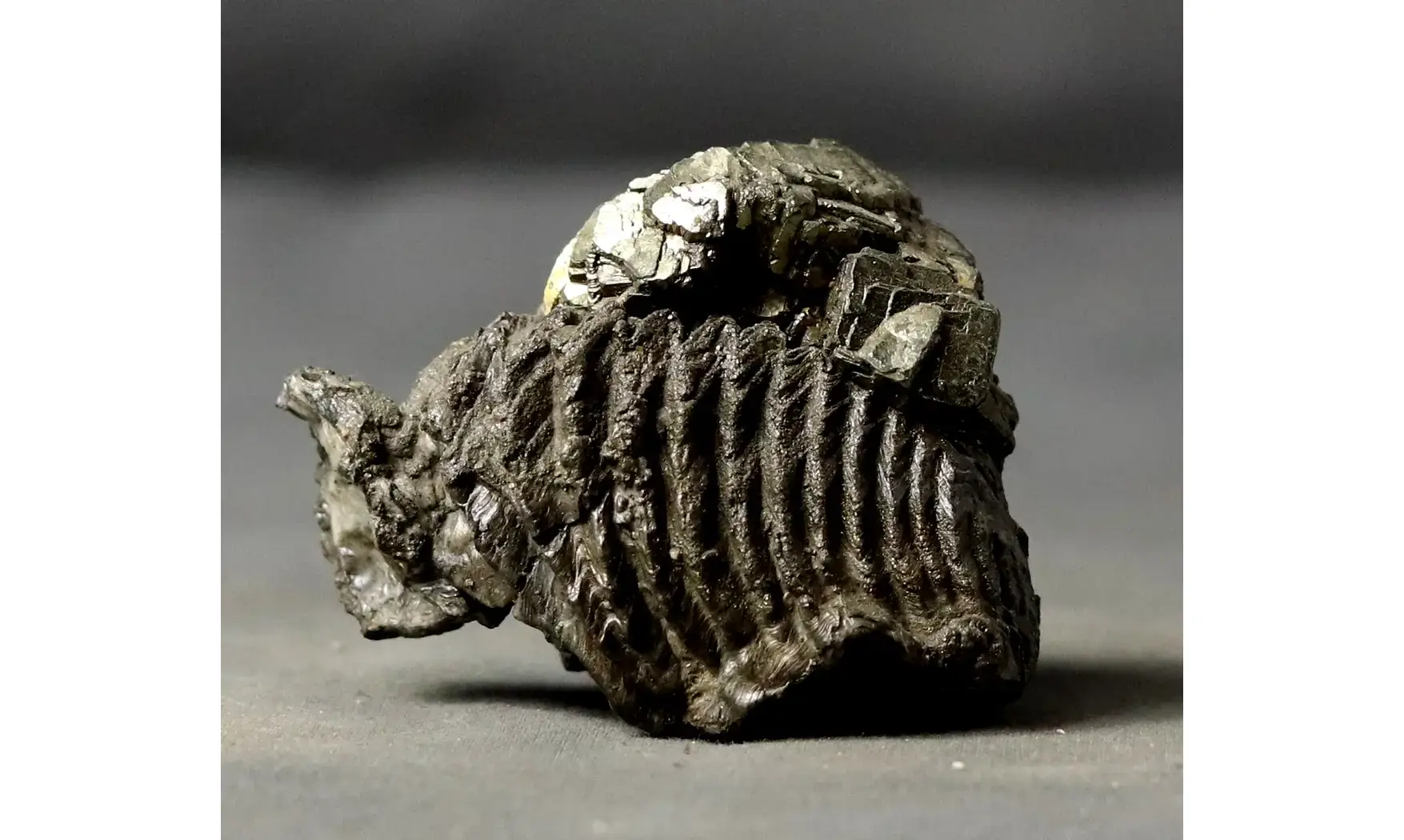 Rastellum sp.