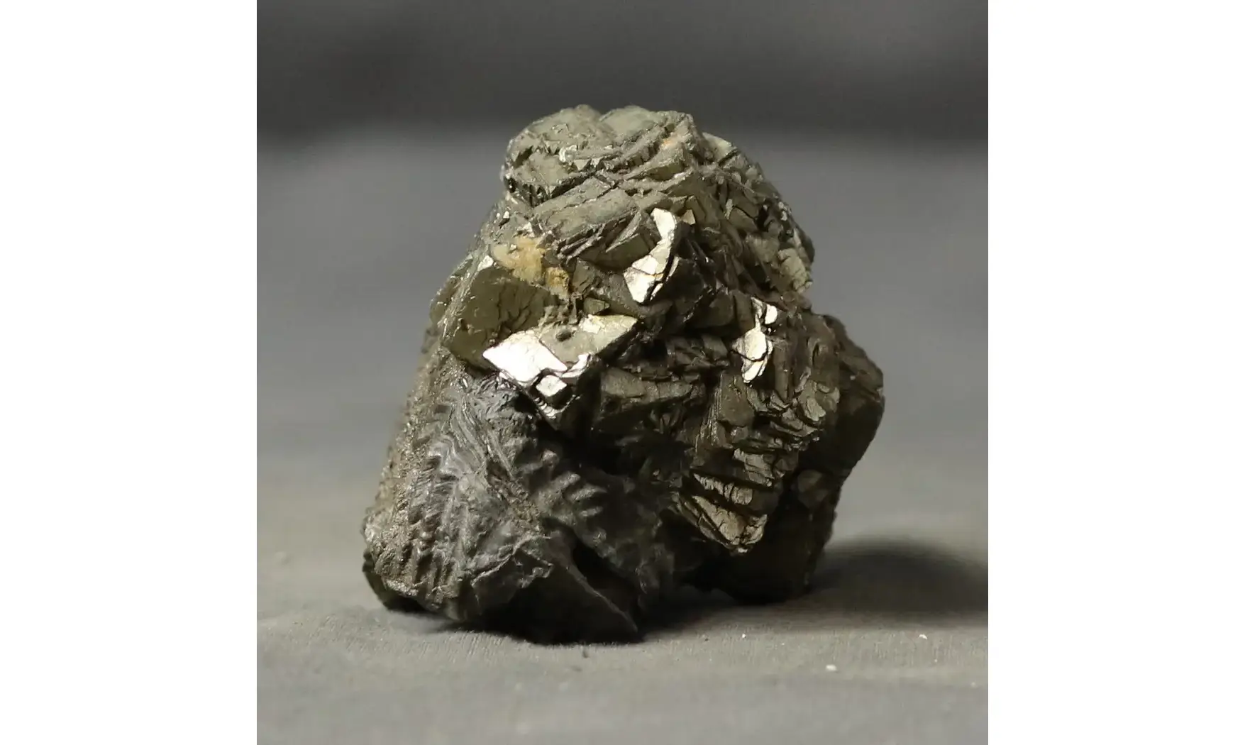 Rastellum sp.