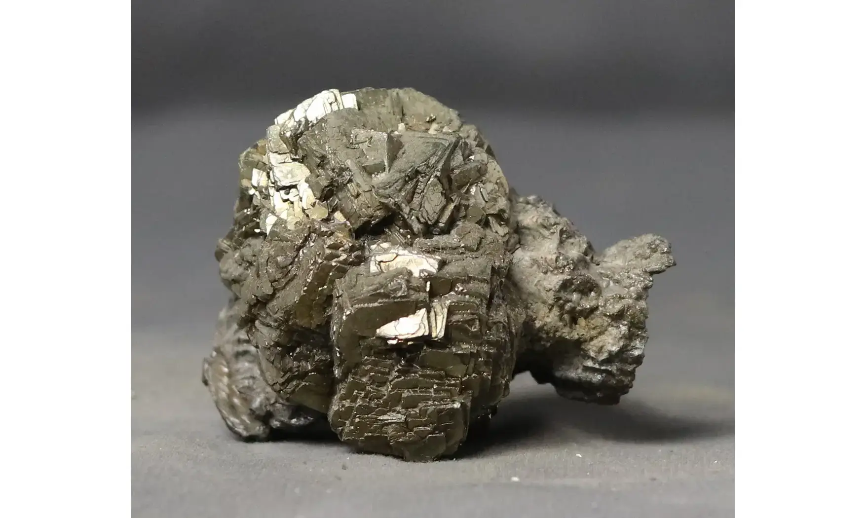 Rastellum sp.