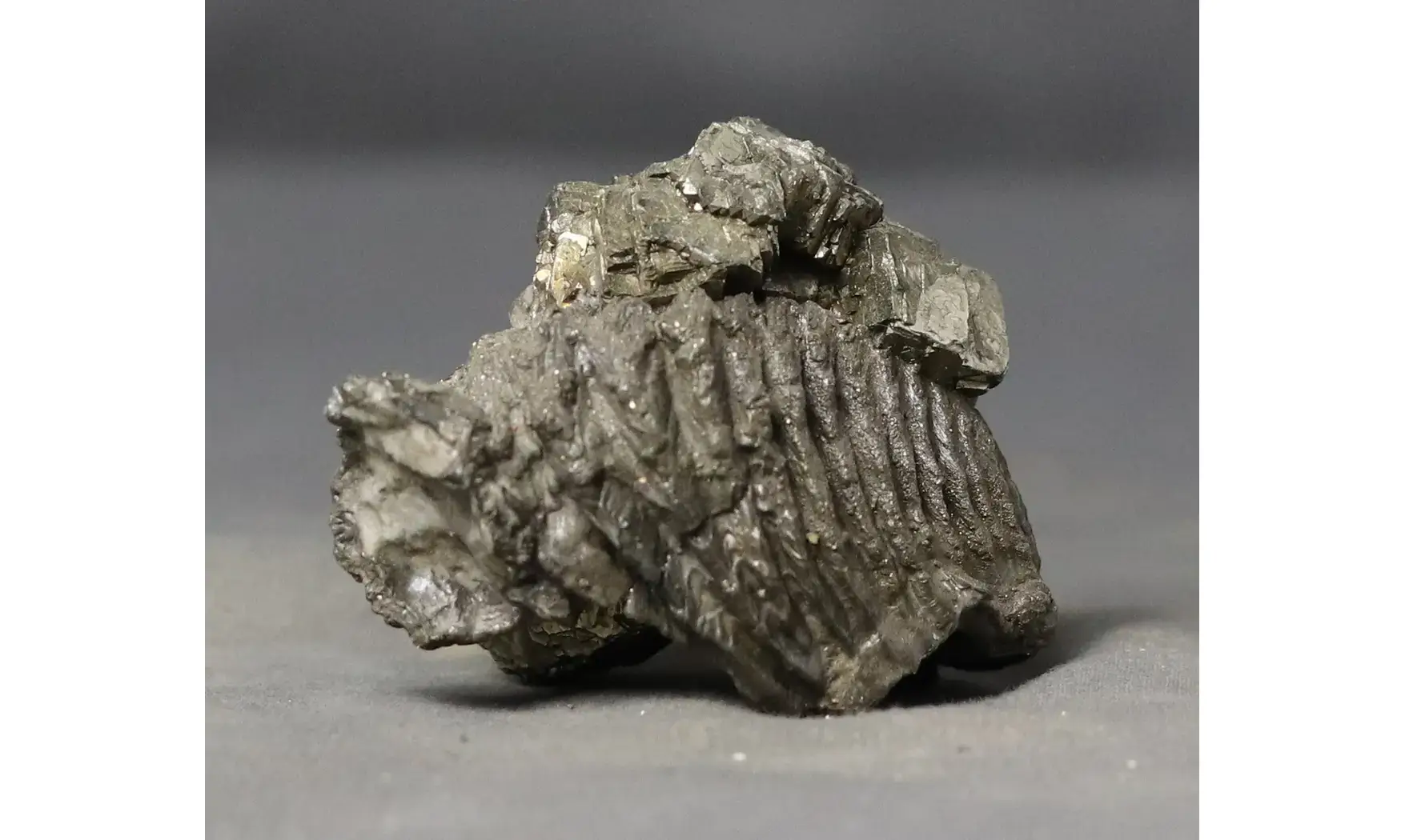 Rastellum sp.