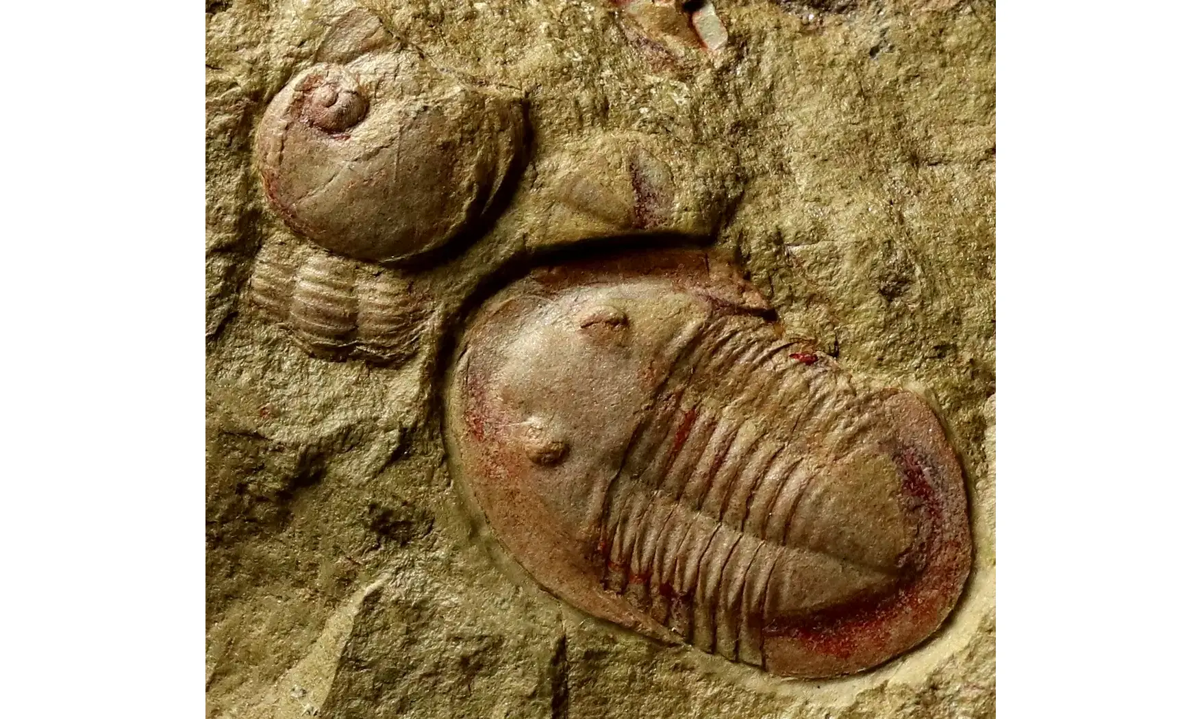 Asaphellus fezouatensis