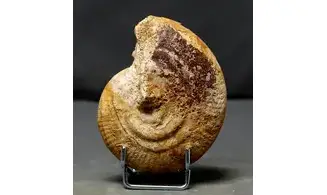 Strigoceras septicarinatum