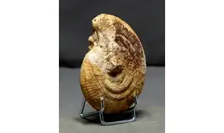 Strigoceras septicarinatum